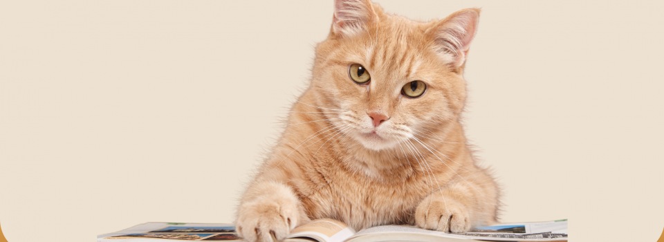 aCATemy – Akademie für Katzenwissen und Katzenberufe